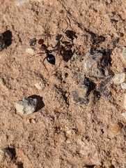 Myrmecocystus melliger