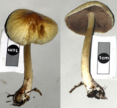 Agrocybe olivacea