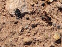Myrmecocystus melliger