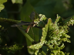 Tipula oleracea
