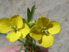 Erysimum sylvestre