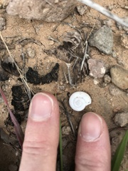 Sonorella allynsmithi