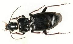 Pterostichus morio
