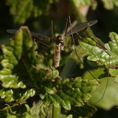 Tipula oleracea