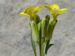 Erysimum sylvestre