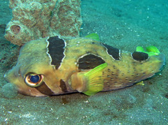 Diodon liturosus