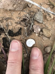 Sonorella allynsmithi