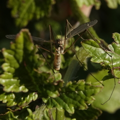 Tipula oleracea