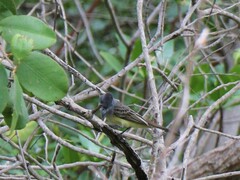 Myiarchus phaeocephalus