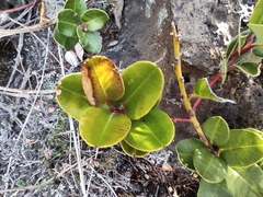 Agarista buxifolia