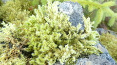 Racomitrium elongatum