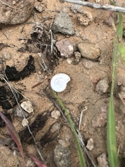Sonorella allynsmithi