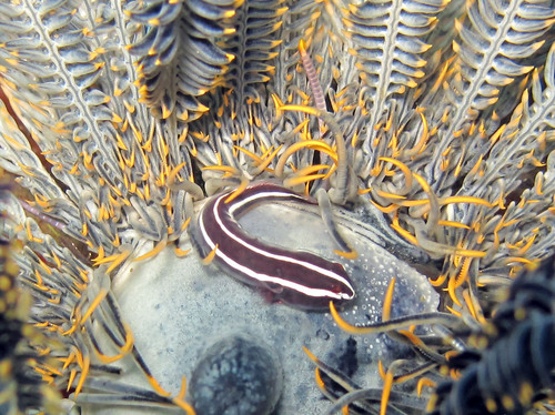 Crinoid clingfish (Discotrema crinophilum) — Gobiesocidae — 3