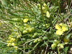Erysimum sylvestre