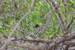 Myiarchus phaeocephalus