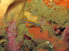 Doryrhamphus japonicus