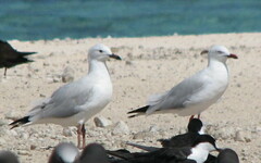 Chroicocephalus novaehollandiae