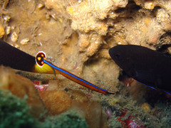 Doryrhamphus japonicus