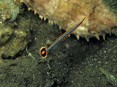 Doryrhamphus japonicus