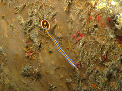 Doryrhamphus japonicus