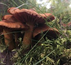 Cortinarius rubellus