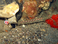 Dunckerocampus dactyliophorus