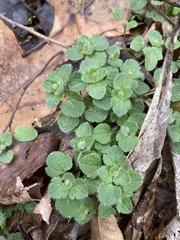 Veronica hederifolia-sublobata-triloba