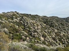 Ceanothus crassifolius