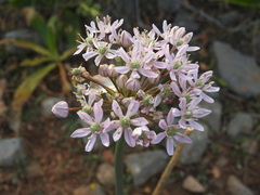 Allium nigrum