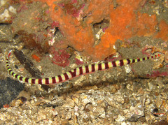Dunckerocampus dactyliophorus