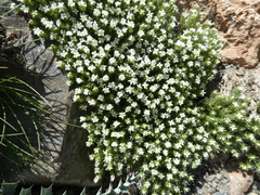 Galium pyrenaicum