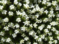 Galium pyrenaicum
