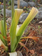 Allium nigrum