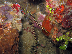 Dunckerocampus dactyliophorus