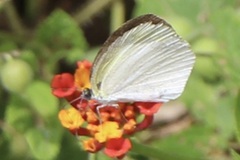 Leptophobia aripa