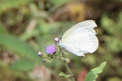 Leptophobia aripa