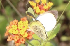 Leptophobia aripa