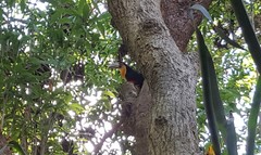 Ramphastos dicolorus