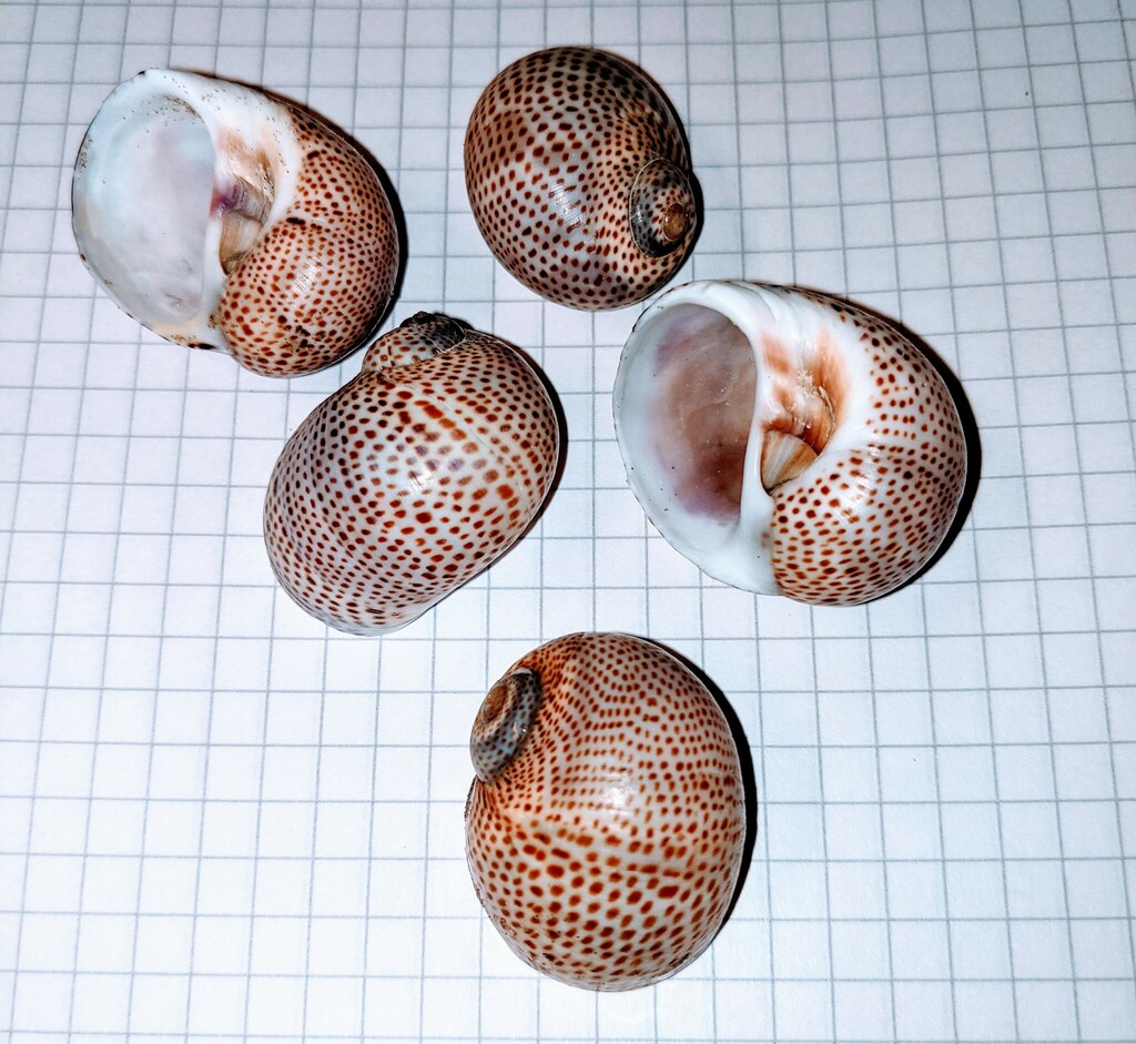 fly-speck moonsnail