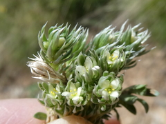 Galium pyrenaicum