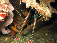 Dunckerocampus dactyliophorus