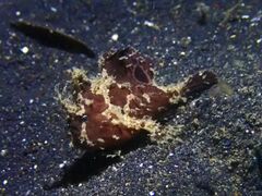 Fowlerichthys ocellatus