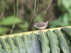 Prinia rufescens