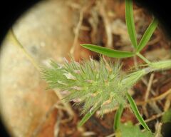 Trifolium angustifolium