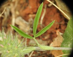 Trifolium angustifolium