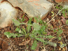 Trifolium angustifolium