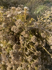 Ozothamnus leptophyllus