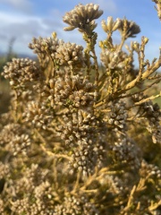 Ozothamnus leptophyllus