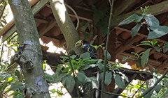 Ramphastos dicolorus
