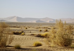 Pechuel-loeschea leubnitziae